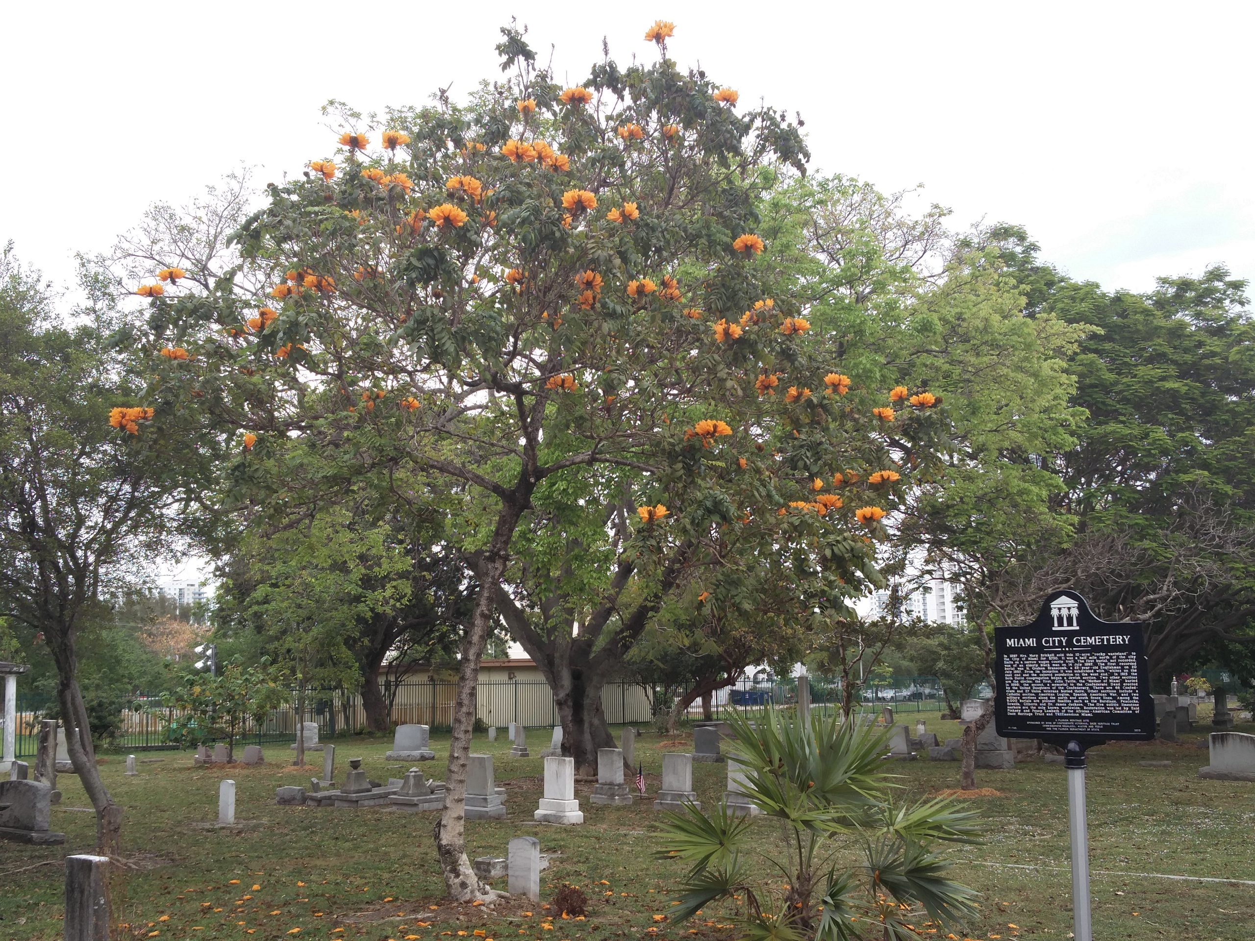 Miami City Cemetery